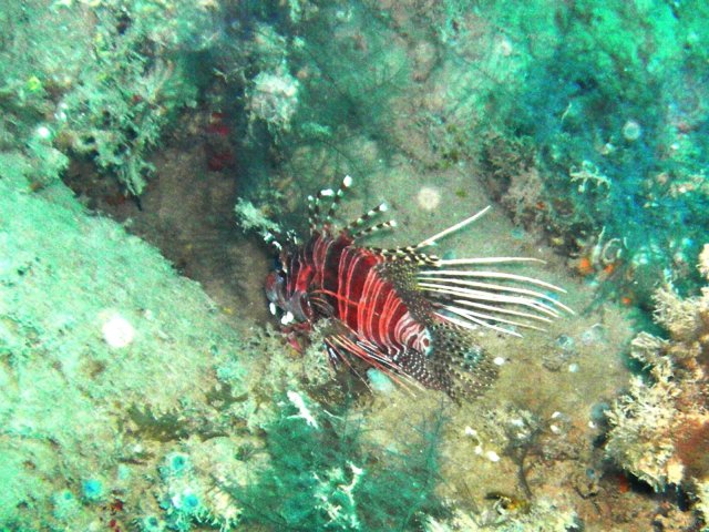 65- Pterois a antennes 